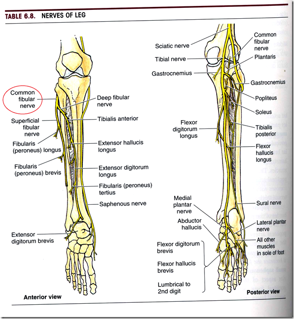 Bones of upper limb, lower limb and vertebrae (Part 2)